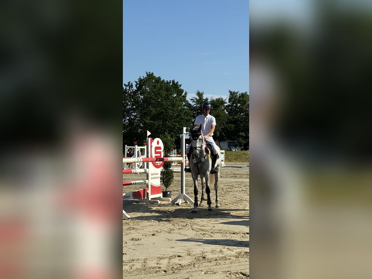 Holsteiner Stute 8 Jahre 168 cm Schimmel in Fröndenberg