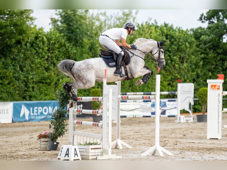 Holsteiner Stute 8 Jahre 168 cm Schimmel in Fröndenberg