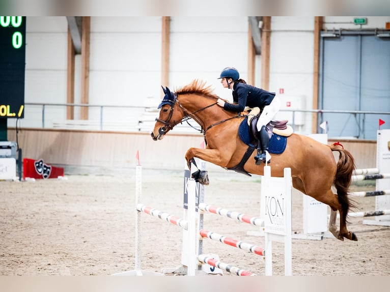 Holsteiner Stute 8 Jahre 169 cm Fuchs in Kwidzyn