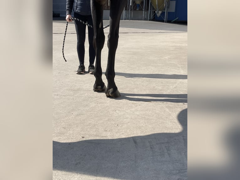 Holsteiner Stute 8 Jahre 170 cm  in GROTE-BROGEL