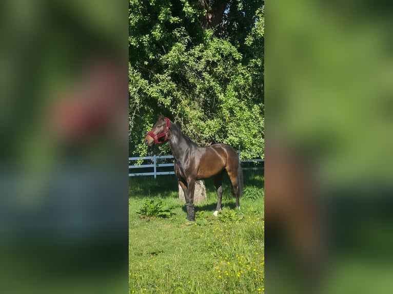 Holsteiner Stute 8 Jahre 170 cm Schwarzbrauner in Straubenhardt