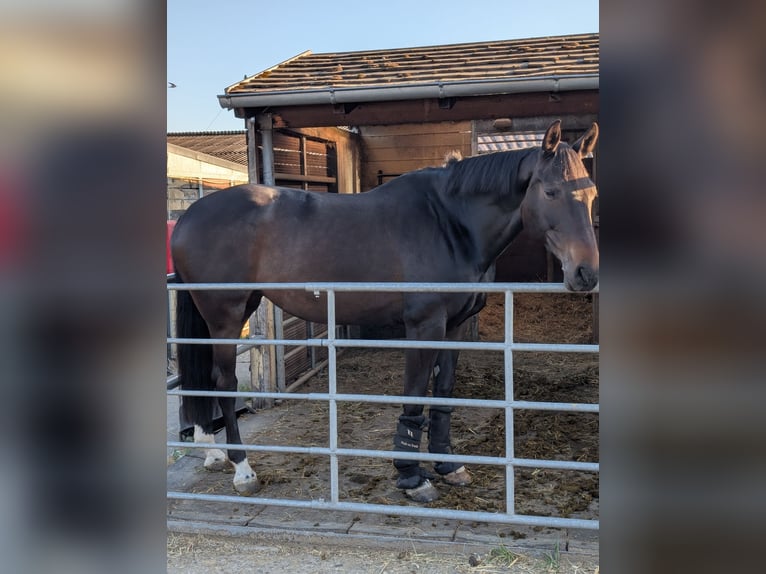 Holsteiner Stute 8 Jahre 170 cm Schwarzbrauner in Straubenhardt