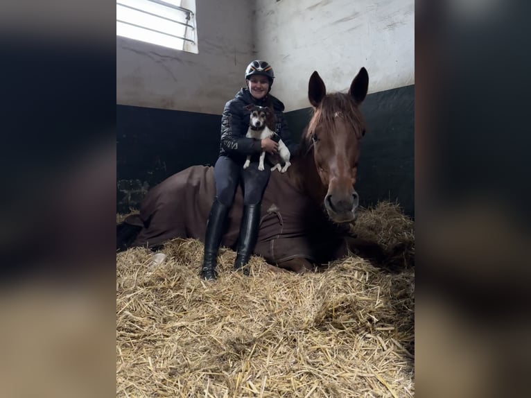 Holsteiner Stute 8 Jahre 172 cm Fuchs in Neum&#xFC;nster