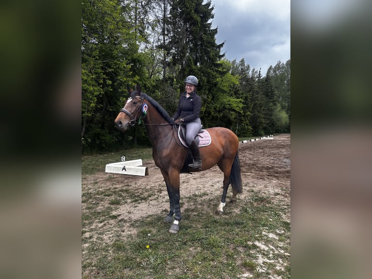 Holsteiner Stute 8 Jahre 173 cm Brauner in Süderholz