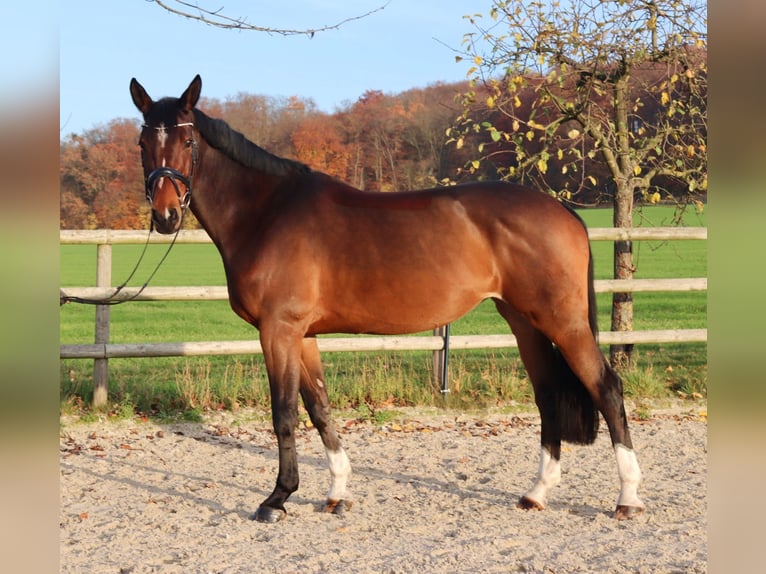 Holsteiner Stute 8 Jahre 173 cm Brauner in Osnabr&#xFC;ck