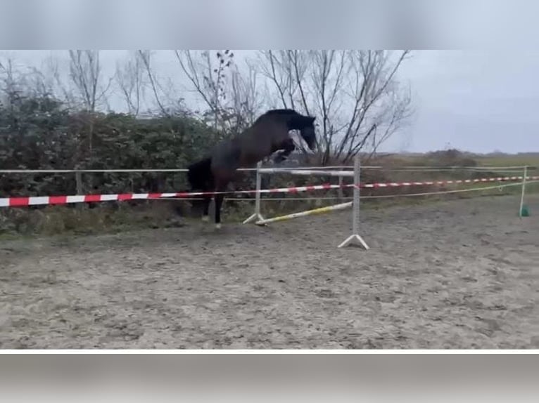 Holsteiner Stute 8 Jahre 173 cm Brauner in Tetenbüll