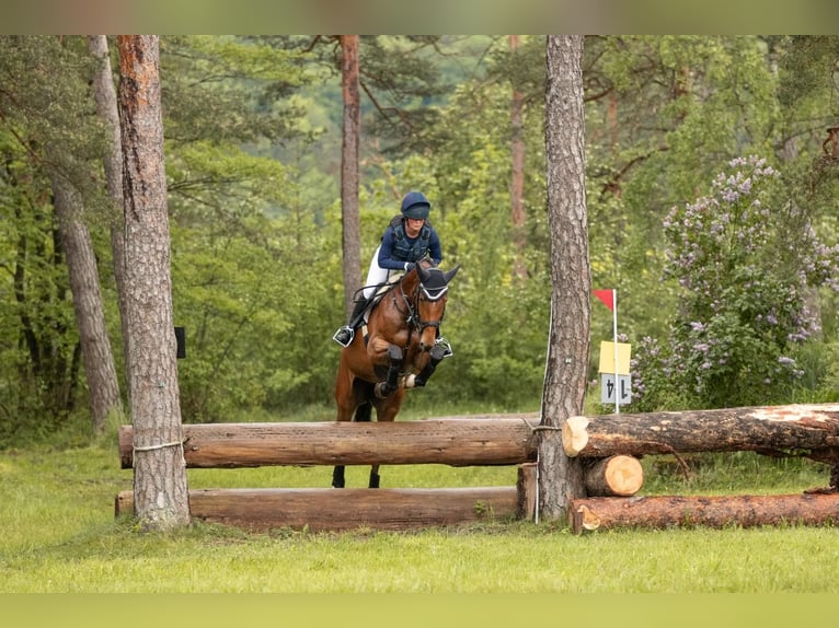 Holsteiner Stute 8 Jahre 173 cm Brauner in Wächtersbach