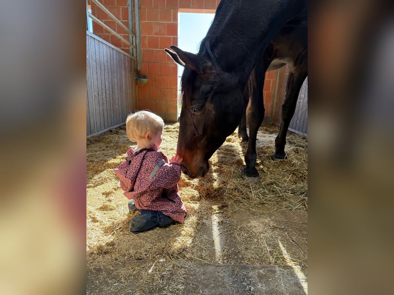 Holsteiner Stute 8 Jahre 173 cm Dunkelbrauner in Solingen