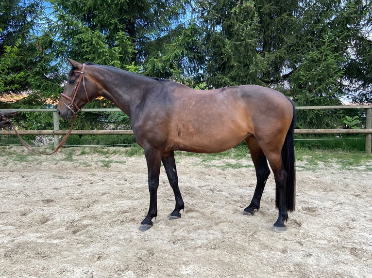 Holsteiner Stute 8 Jahre 173 cm Dunkelbrauner in Solingen