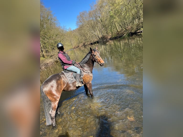 Holsteiner Stute 8 Jahre 173 cm Dunkelbrauner in Solingen