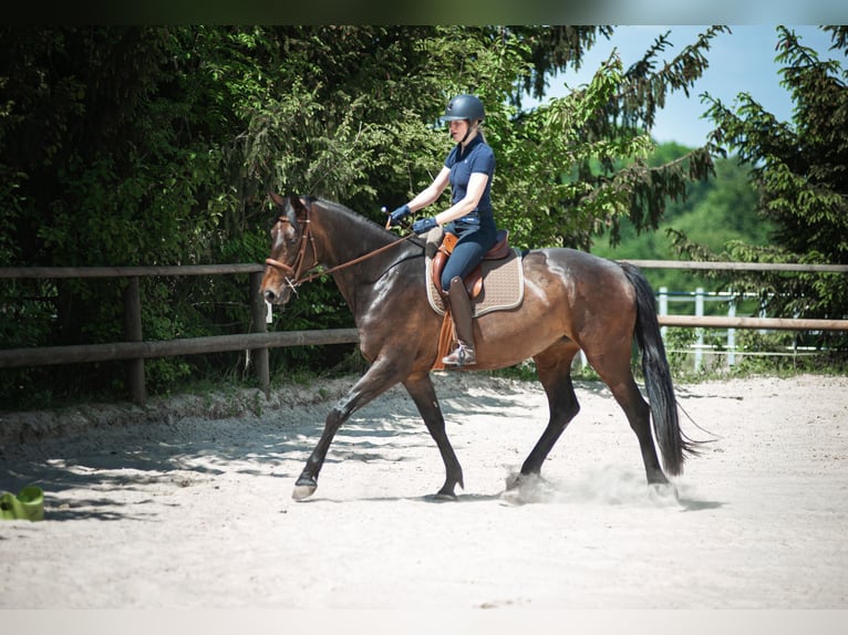 Holsteiner Stute 8 Jahre 173 cm Dunkelbrauner in Solingen