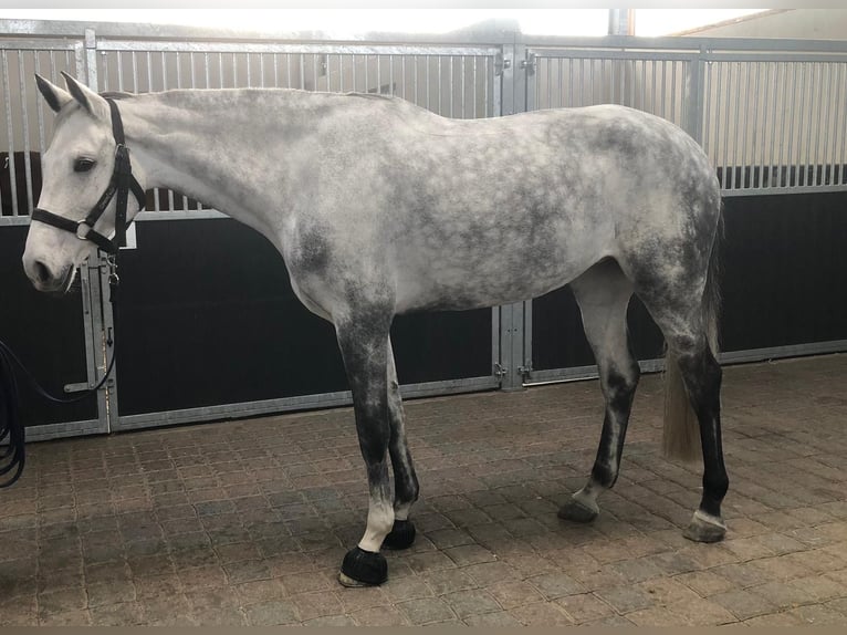 Holsteiner Stute 8 Jahre 173 cm Schimmel in Goch