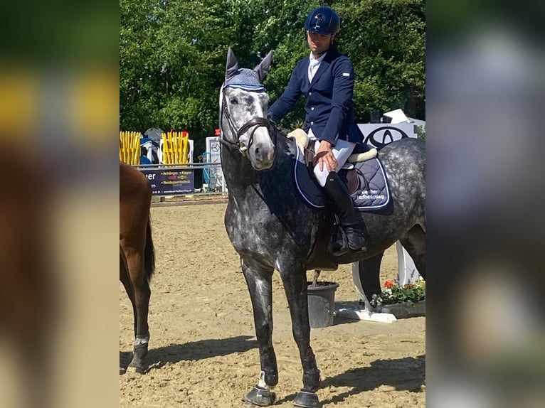 Holsteiner Stute 8 Jahre 173 cm Schimmel in Tamm