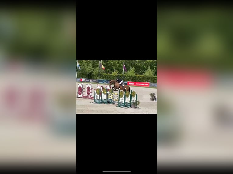 Holsteiner Stute 8 Jahre 173 cm  in Nettetal