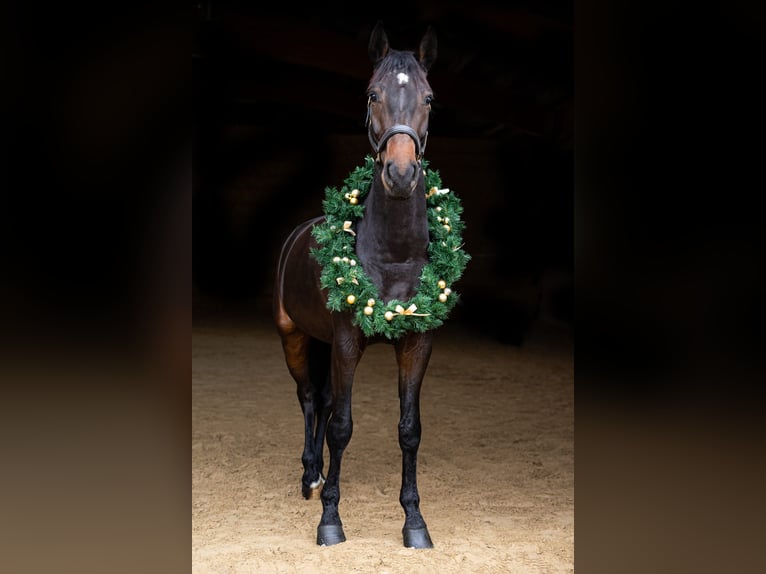 Holsteiner Stute 8 Jahre 174 cm Dunkelbrauner in K&#xF6;nigsbronn