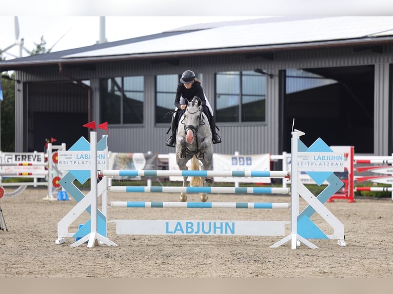 Holsteiner Stute 8 Jahre 174 cm Schimmel in Treia