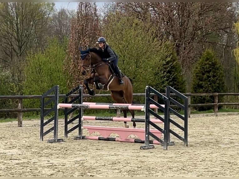 Holsteiner Stute 8 Jahre 175 cm Brauner in G&#xFC;tersloh