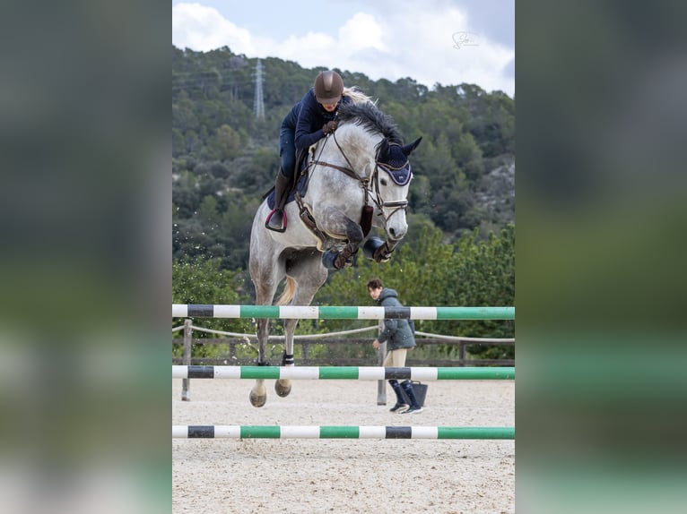 Holsteiner Stute 8 Jahre 175 cm Schimmel in Bremen