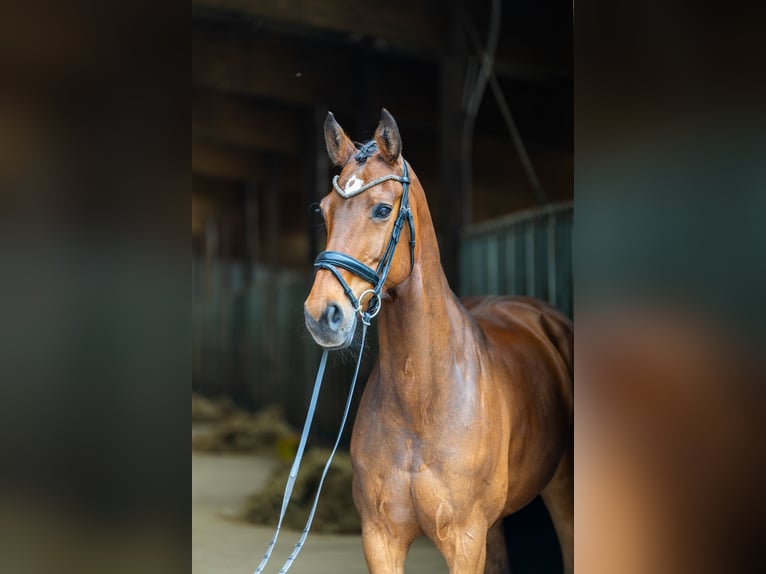 Holsteiner Stute 8 Jahre 176 cm Brauner in Diekhusen-Fahrstedt