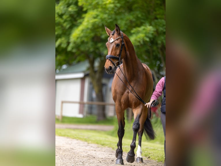 Holsteiner Stute 8 Jahre 176 cm Brauner in Diekhusen-Fahrstedt