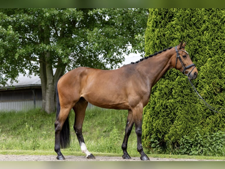 Holsteiner Stute 8 Jahre 176 cm Brauner in Diekhusen-Fahrstedt