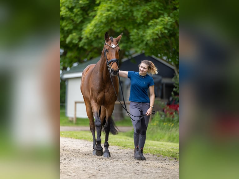 Holsteiner Stute 8 Jahre 176 cm Brauner in Diekhusen-Fahrstedt