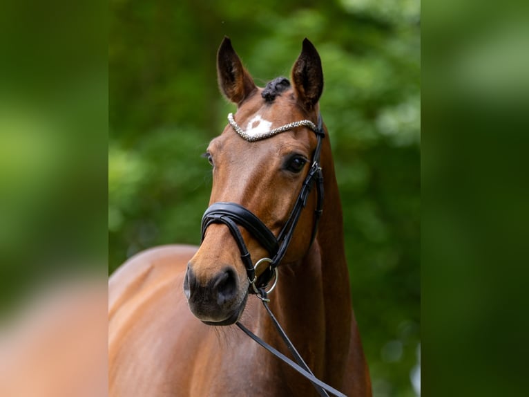 Holsteiner Stute 8 Jahre 176 cm Brauner in Diekhusen-Fahrstedt