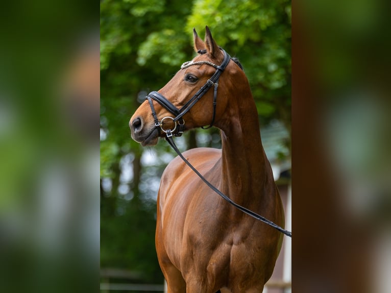 Holsteiner Stute 8 Jahre 176 cm Brauner in Diekhusen-Fahrstedt
