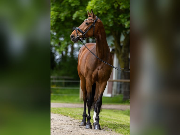 Holsteiner Stute 8 Jahre 176 cm Brauner in Diekhusen-Fahrstedt