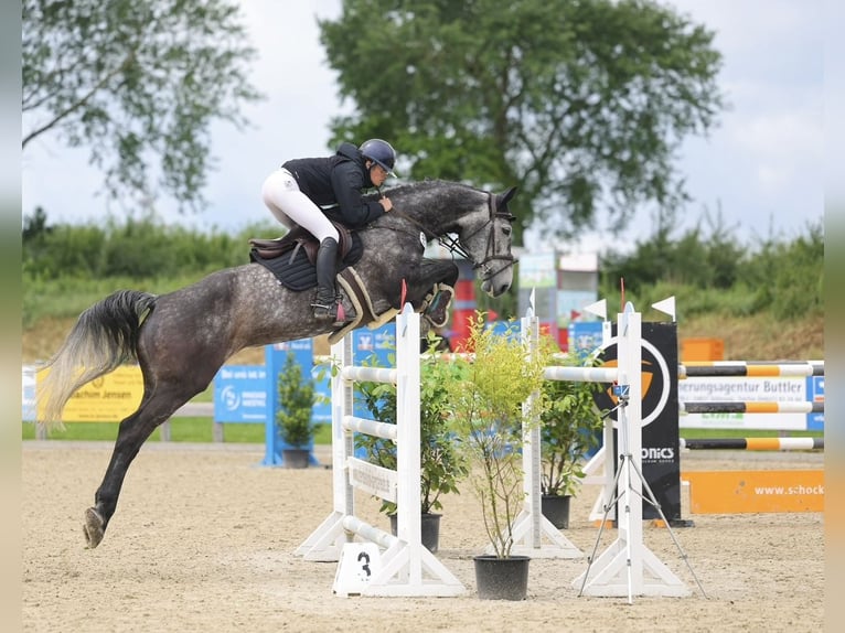 Holsteiner Stute 8 Jahre 180 cm Apfelschimmel in Barkelsby