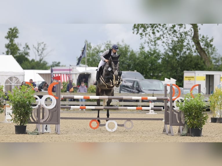 Holsteiner Stute 8 Jahre 180 cm Apfelschimmel in Barkelsby
