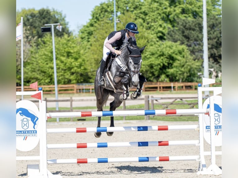 Holsteiner Stute 8 Jahre 180 cm Apfelschimmel in Barkelsby