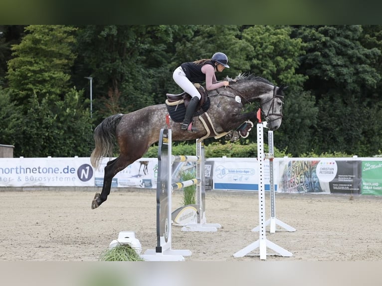 Holsteiner Stute 8 Jahre 180 cm Apfelschimmel in Barkelsby