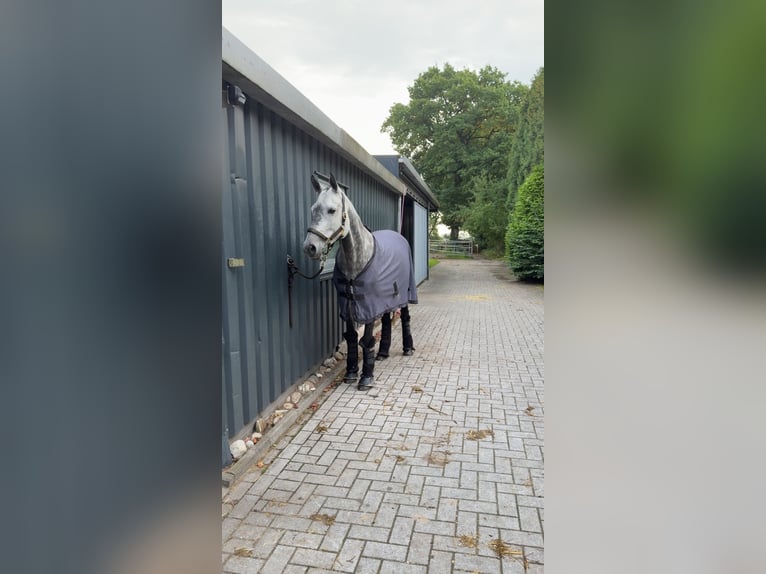 Holsteiner Stute 9 Jahre 161 cm Apfelschimmel in Edewecht