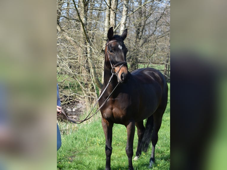 Holsteiner Stute 9 Jahre 162 cm Dunkelbrauner in Emkendorf