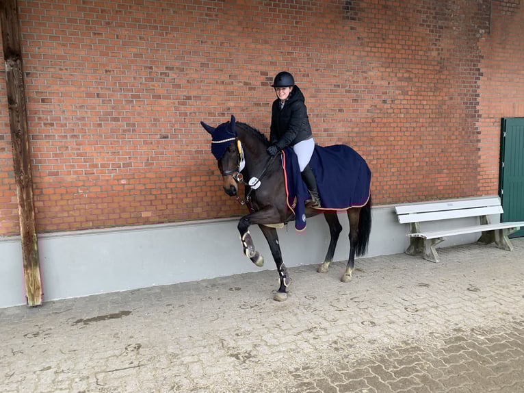 Holsteiner Stute 9 Jahre 162 cm Dunkelbrauner in Emkendorf