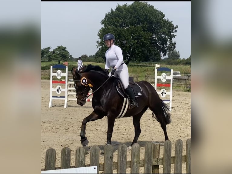 Holsteiner Stute 9 Jahre 162 cm Dunkelbrauner in Emkendorf