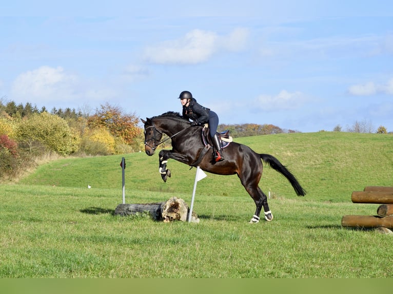 Holsteiner Stute 9 Jahre 162 cm Dunkelbrauner in Emkendorf