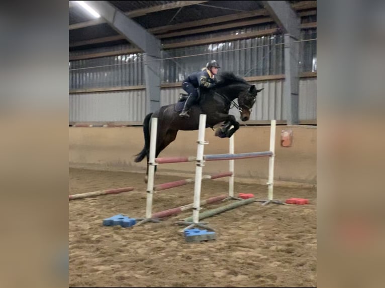 Holsteiner Stute 9 Jahre 162 cm Dunkelbrauner in Emkendorf
