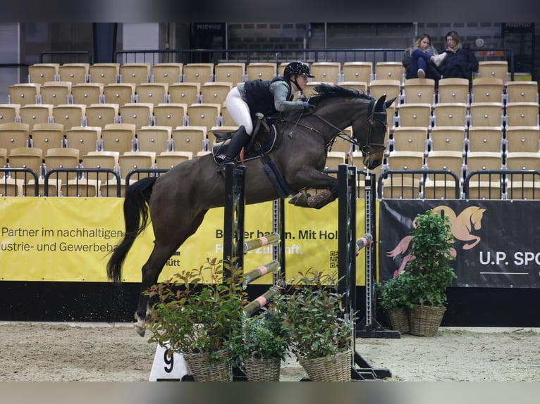 Holsteiner Stute 9 Jahre 162 cm Dunkelbrauner in Emkendorf