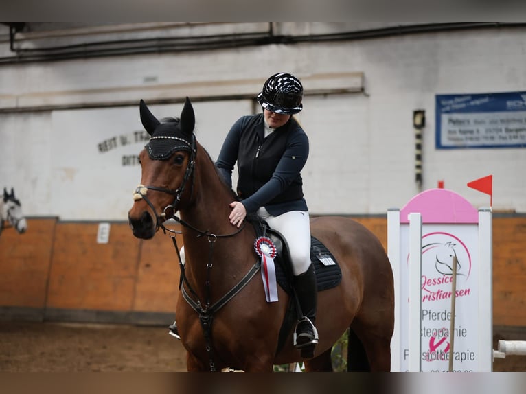 Holsteiner Stute 9 Jahre 163 cm Brauner in Weddingstedt