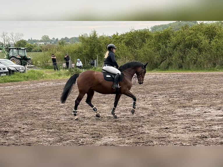 Holsteiner Stute 9 Jahre 163 cm Brauner in Weddingstedt