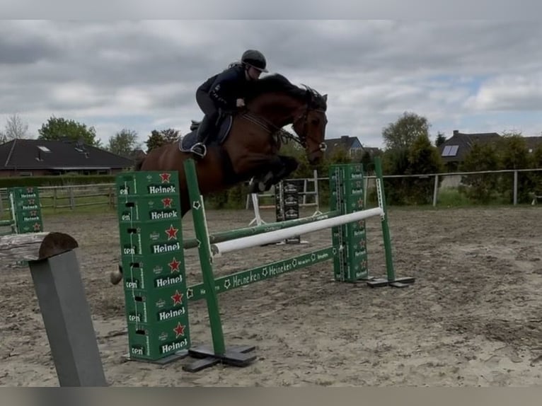Holsteiner Stute 9 Jahre 163 cm Brauner in Weddingstedt