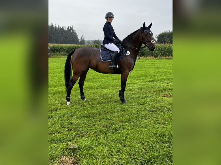 Holsteiner Stute 9 Jahre 163 cm Brauner in Weddingstedt