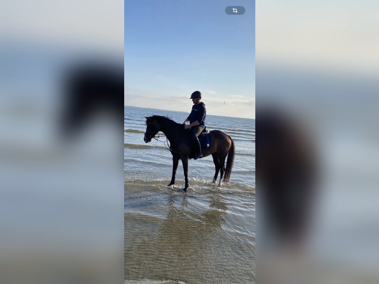 Holsteiner Stute 9 Jahre 164 cm Brauner in Reußenköge