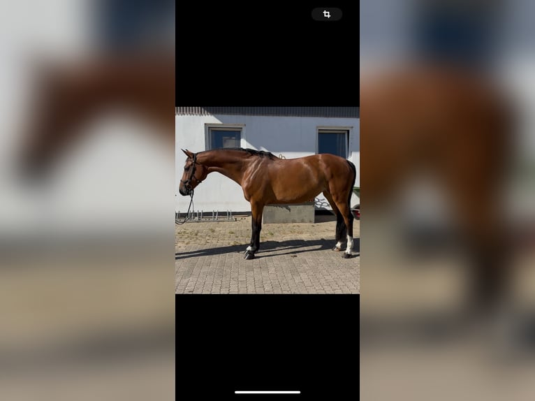 Holsteiner Stute 9 Jahre 164 cm Brauner in Klein Nordende