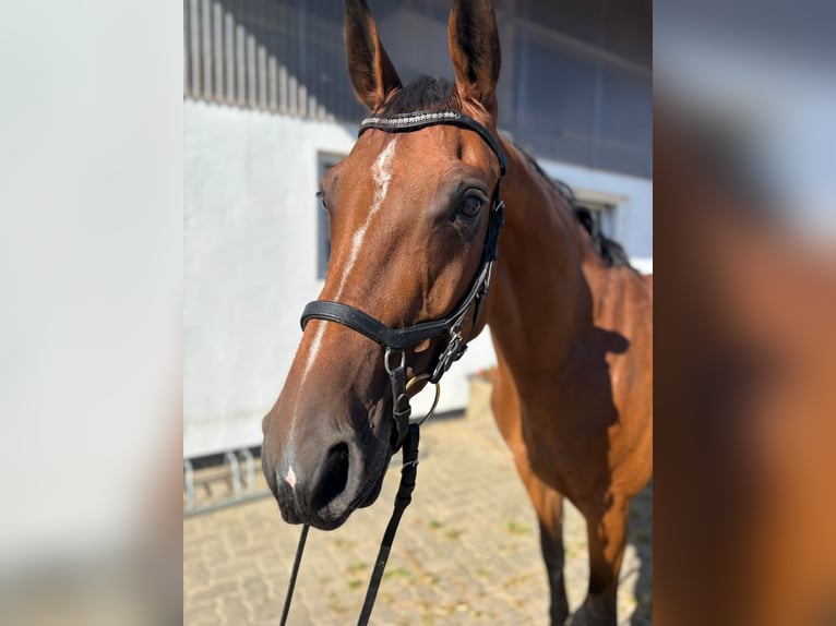 Holsteiner Stute 9 Jahre 164 cm Brauner in Klein Nordende