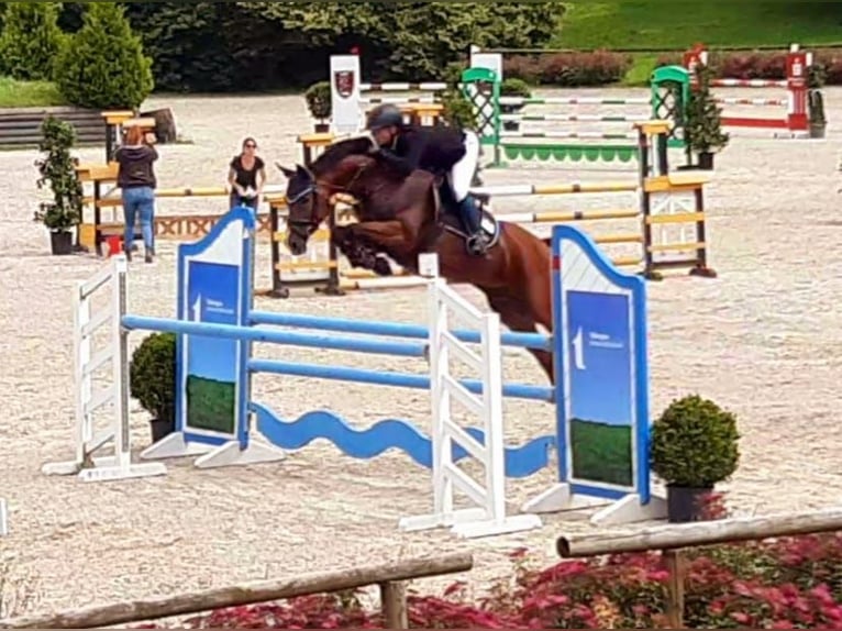 Holsteiner Stute 9 Jahre 164 cm Brauner in Schömberg
