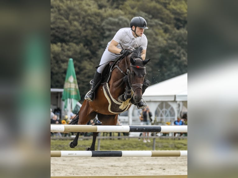 Holsteiner Stute 9 Jahre 164 cm Dunkelbrauner in Wahrenholz
