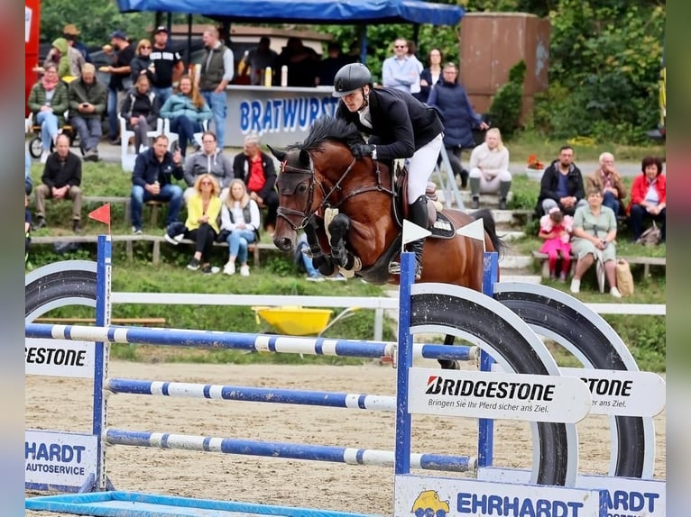 Holsteiner Stute 9 Jahre 164 cm Dunkelbrauner in Wahrenholz